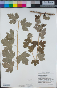 Ribes divaricatum image