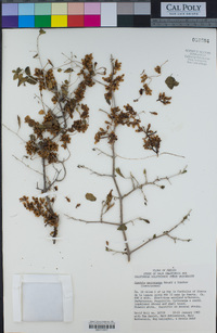 Image of Cuscuta macrocarpa