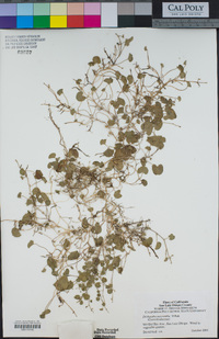 Image of Dichondra micrantha