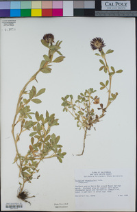 Trifolium wormskioldii image