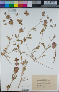 Salvia dorrii var. incana image