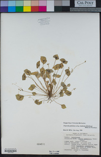 Claytonia perfoliata image