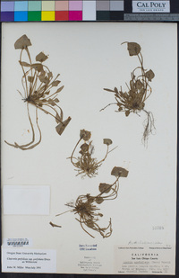 Claytonia perfoliata image