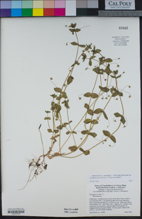 Lysimachia arvensis image