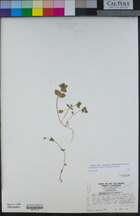 Lysimachia arvensis image