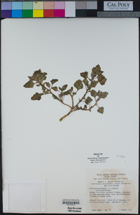 Chenopodium murale image