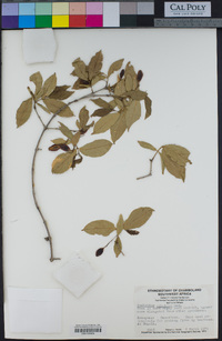 Image of Combretum apiculatum