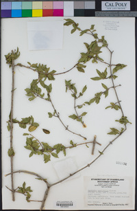 Image of Combretum parvifolium