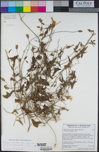 Calystegia macrostegia image