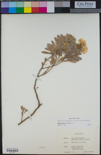 Convolvulus cneorum image