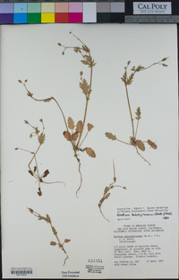 Erodium brachycarpum image
