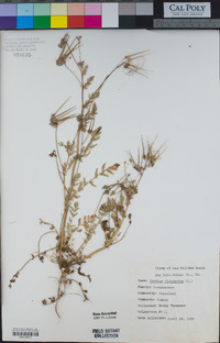 Erodium cicutarium image