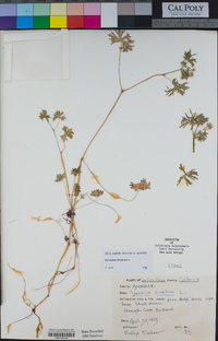 Geranium dissectum image