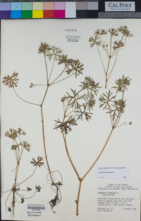 Geranium dissectum image