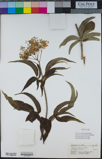 Sambucus nigra image