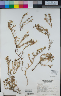 Drosanthemum floribundum image
