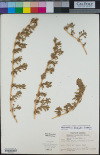 Amaranthus blitoides image