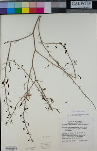 Chlorogalum pomeridianum var. divaricatum image