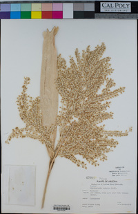 Washingtonia robusta image