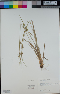 Image of Carex amphibola