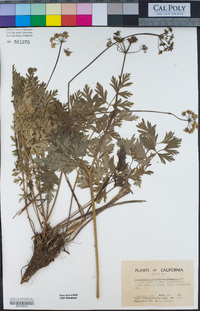 Ligusticum apiifolium image