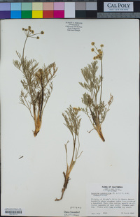 Lomatium caruifolium image