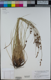 Carex serratodens image