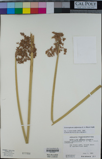 Schoenoplectus californicus image