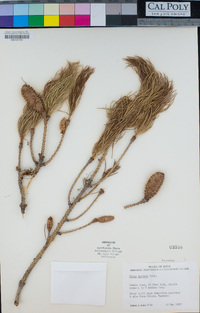 Image of Picea smithiana