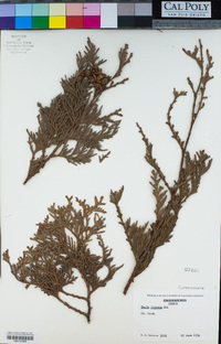 Thuja plicata image