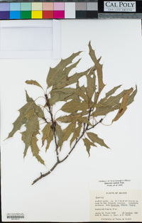Image of Quercus canbyi