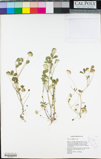 Eriophyllum pringlei image