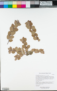 Arctostaphylos morroensis image