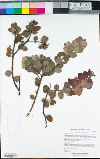 Arctostaphylos morroensis image