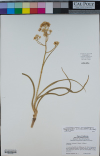 Toxicoscordion brevibracteatum image