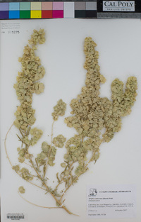 Atriplex canescens image