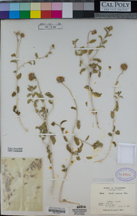 Encelia frutescens image