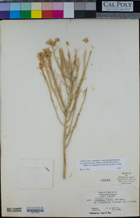 Ericameria nauseosa var. oreophila image