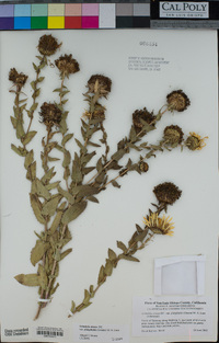 Grindelia stricta var. platyphylla image