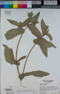 Helminthotheca echioides image