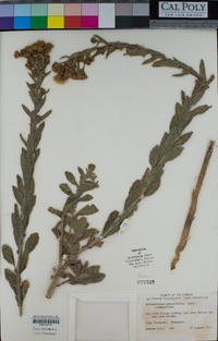 Heterotheca grandiflora image