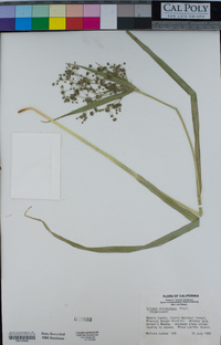 Scirpus microcarpus image