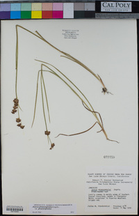Juncus phaeocephalus image