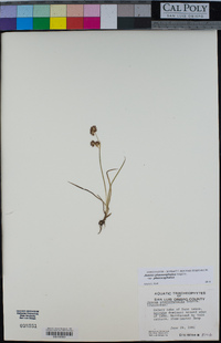 Juncus phaeocephalus image