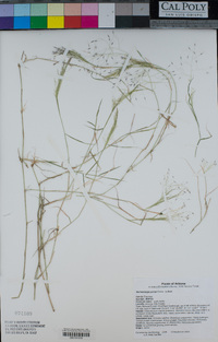 Muhlenbergia porteri image