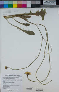 Taraxacum officinale image