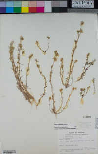 Logfia filaginoides image