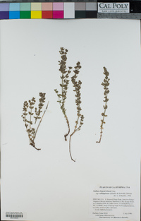 Galium hypotrichium subsp. subalpinum image