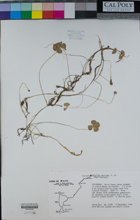 Image of Marsilea ancylopoda