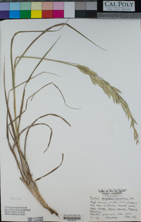 Bromus catharticus image